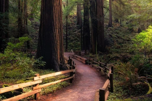 Muir Woods National Monument offers a serene and breathtaking escape into nature.
Known for its towering old-growth redwood trees, this tranquil haven is a paradise for hikers, nature enthusiasts, and anyone looking to immerse themselves in the beauty of the great outdoors 🌲🥾