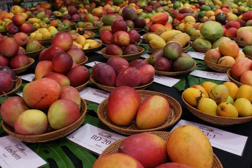 Celebrate the Miami Mango Festival! 🥭🎉