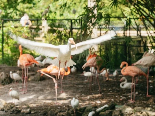 Explore the Beauty of Flamingo Gardens in Fort Lauderdale! 🌴🦩