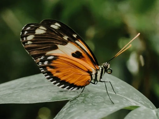 Discover the Enchanting Butterfly Garden in Dallas 🦋