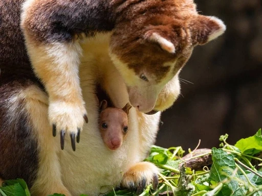 Baby Tree Kangaroo At The Bronx Zoo Makes Its Debut Appearance
Exciting news over at the Bronx Zoo with the first appearance of a 7-month-old tree kangaroo peeking out of its motherâs pouch.
The baby Matschieâs tree kangaroo was born in December, but at birth, Joeyâs are only the size of a human thumbnail and immediately crawl into their motherâs pouch. On average, it takes a baby kangaroo seven months to emerge from their motherâs pouch where majority of its physical development happens, so the baby is right on time!