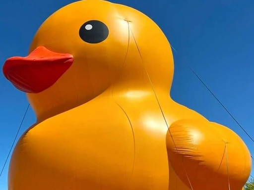 The Worldâs Largest Rubber Duck Is Waddling Its Way To New York
Itâs a bird, itâs a plane, no itâs actually the worldâs largest rubber duck (so technically I guess it is a bird) and itâs making a splash in New York from August 16-18 at Playland Amusement Park!
To share with you the sheer size of this ducky, it towers six stories high, reaching more than a whopping 61 feet. But this duck is not alone. Sheâs accompanied by her duckling, also known as Timmy. But little Timmy is only tiny to Mama Duck as he stands 10 feet tall.