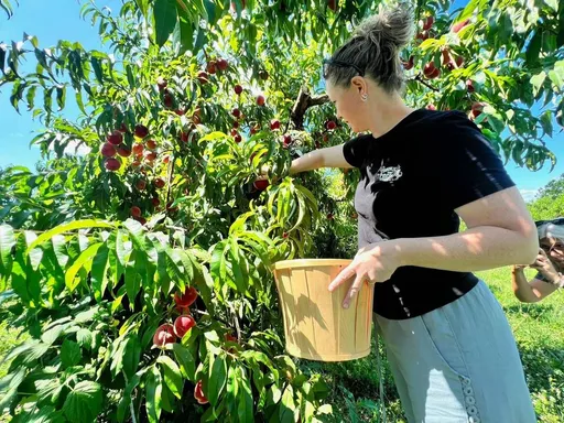 Pennings Orchard & Cidery
This 50-acre orchard in Warwick, NY is currently open for the season and has lots of fun options after youâve picked your bushels of apples.
Enjoy a cidery with fresh, crisp, hard ciders, a wood-fired pizza truck, and a market with farm-fresh items and baked goods like delicious apple cider doughnuts.
