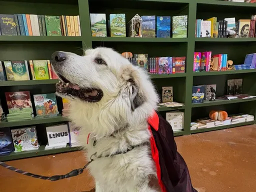 Discover the New Storytellers Bookshop in Dallas! 📚✨