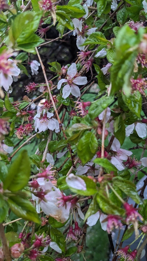 Blooming Season ✨
