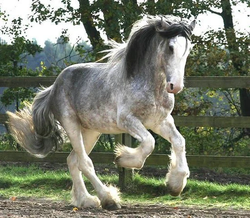 These horses are so pretty