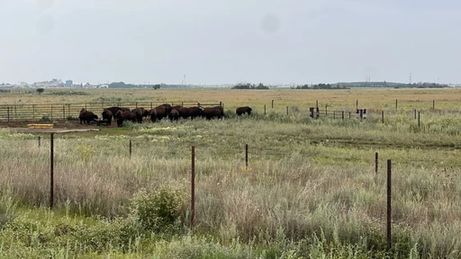 Here’s my second home where bisons are well protected. Proud to be part of this community that helps protect wildlife. #Wanuskewin Heritage Park