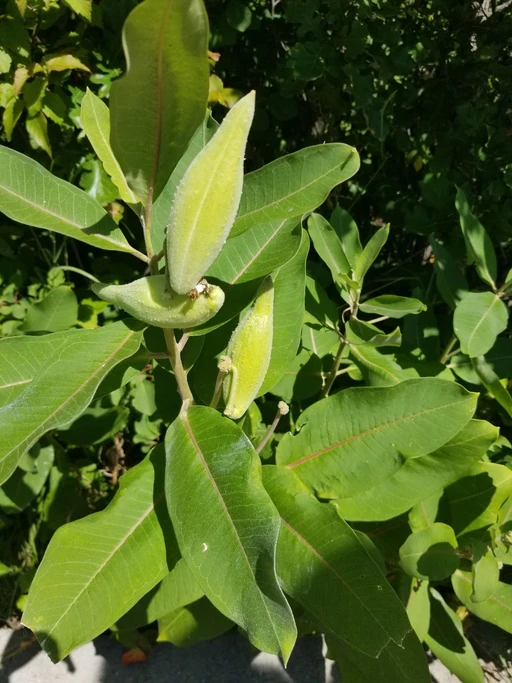I found these growing wild at a campsite! Anyone know what they are?