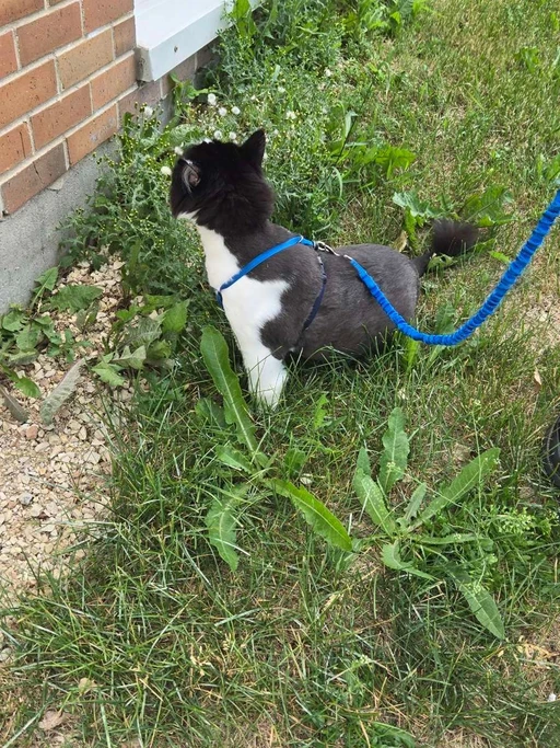 Taking my cat out for a walk!!