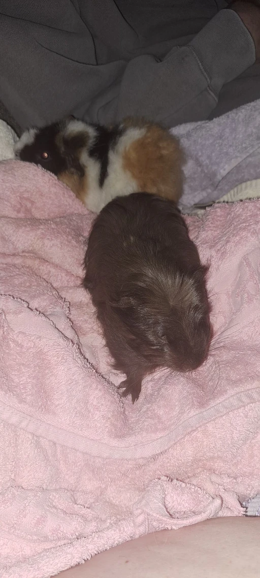 guinea pigs baby are so lovely 😍 x