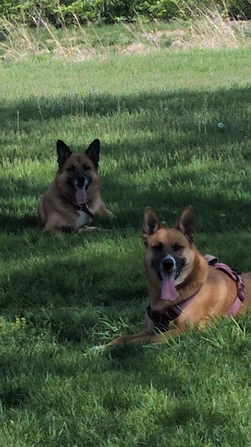 With the dogs who wanna go adventuring?