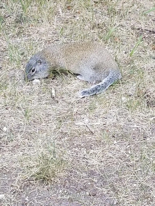 This is Gertrude the groundhog. She visited my campsite last weekend, along with her dearest Gustavo and a little one my boyfriend named Precious.
I fed them bird seed and they sat on my shoes, then proceeded to try opening our cooler as a team. Then howled at it in frustration. I did not know groundhogs could howl.