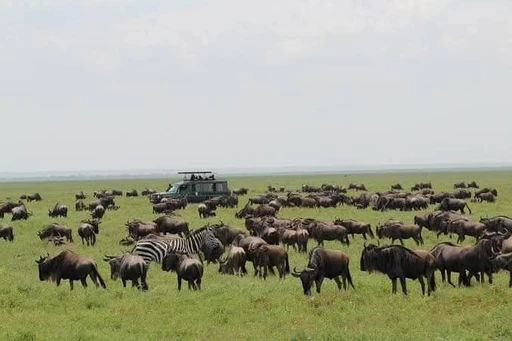from Tanzania πΉπΏ