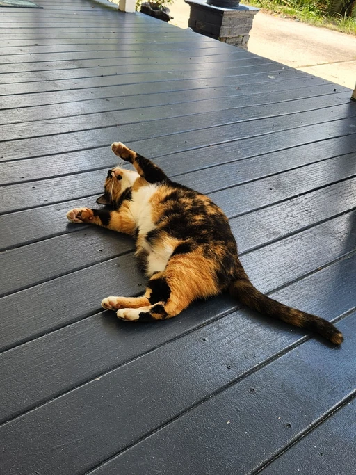 kitty!!