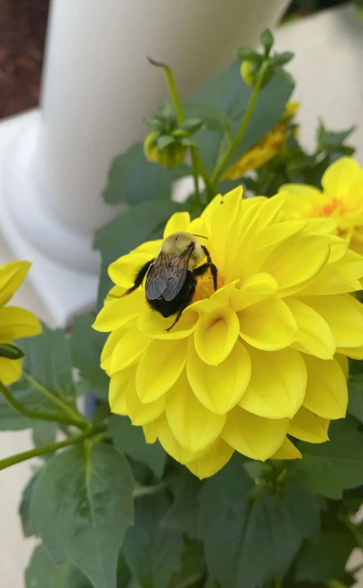 🐝 happy
