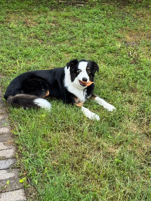 My dog is cuter than yours.. ๏ฟผ prove me wrong.