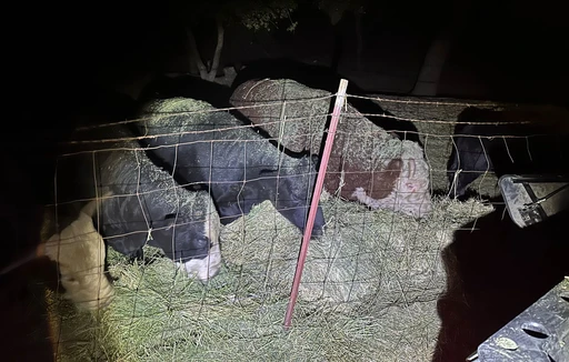 Late night, feeding of Charlie and his baby boys