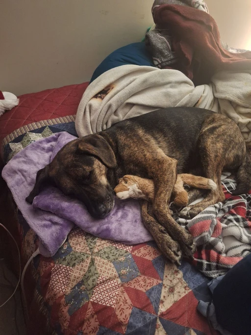 5 years old and still sleeping with her first ever toy she got as a puppy.