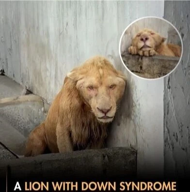 A lion with down syndrome