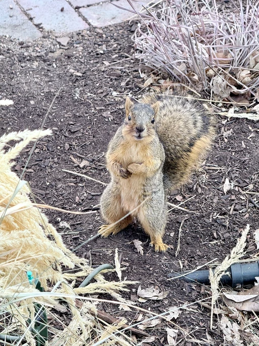 Hey Squirrley, can you be my squirrel? I guess I’m a squirrel because I’m Squirrley.