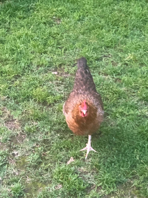 Being fallowed, just love this! lol