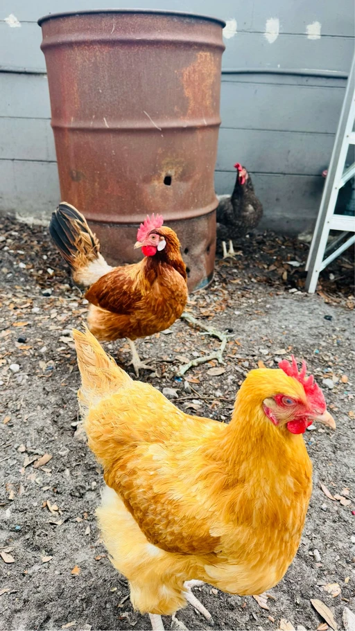 Love my chickens