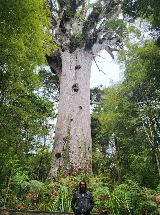 The great Tāne Mahuta - Tāne Mahuta, also called "God of the Forest", is a giant kauri tree (Agathis australis) in the Waipoua Forest of Northland Region, New Zealand. Its age is unknown but is estimated to be between 1,250 and 2,500 years. It is the largest living kauri tree known to stand today.[1] It is named after Tāne, the Māori god of forests and of birds.