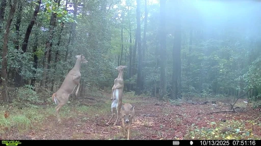 Found this two in Michigan