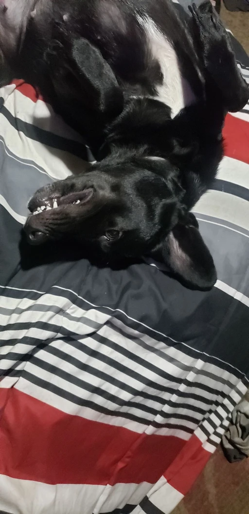 so this is my dog lil gurl she a smart dog who thinks she's human loves to hunt an love's to cuddle with me iv had her 5 years an she's been the best dog ever