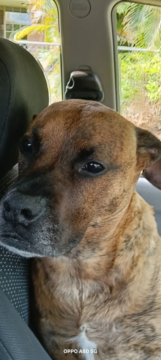 my cute puppy ❤️