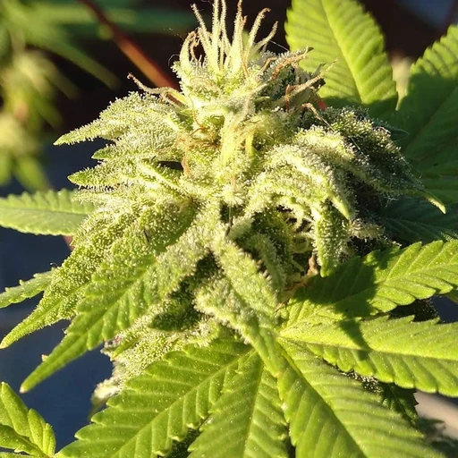 What's the best concert you've ever been to? I'm looking for some new music recs! Quick poll: Coffee or tea to start the day? Discuss!