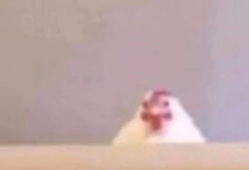 I love chickens they're so cute, and taste good the best quality of all things around. They are also so goofy looking which is what makes them look so cute. they're like my third favorite animal other than cats and crabs l.