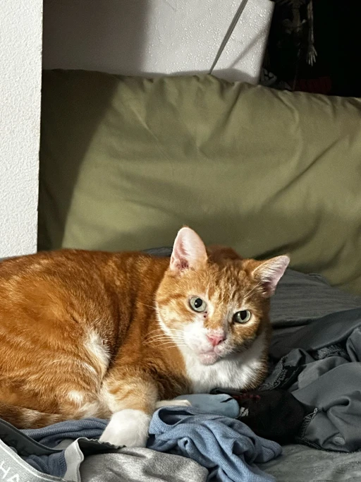 My fat kitty I love her so much